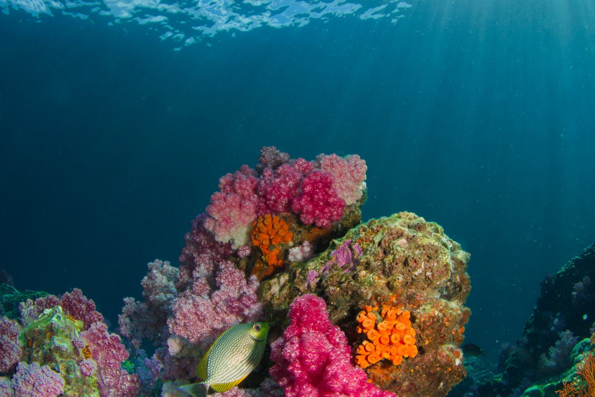 Top Diving Spots in Asia