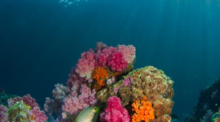 Top Diving Spots in Asia